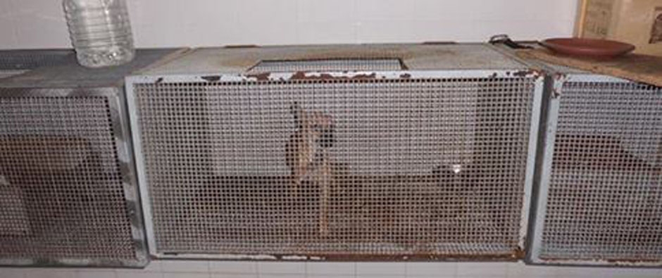 <span>L'EITAL </span> difende il benessere degli animali ad ogni costo